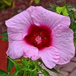 Location: Botanical gardens of the State of Georgia, Athens, Georgia
Date: 2017-07-07
Pink Hibiscus 003