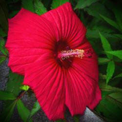Location: Botanical Gardens of the State of Georgia...Athens, Ga
Date: 2017-07-07
Red Hibiscus 009