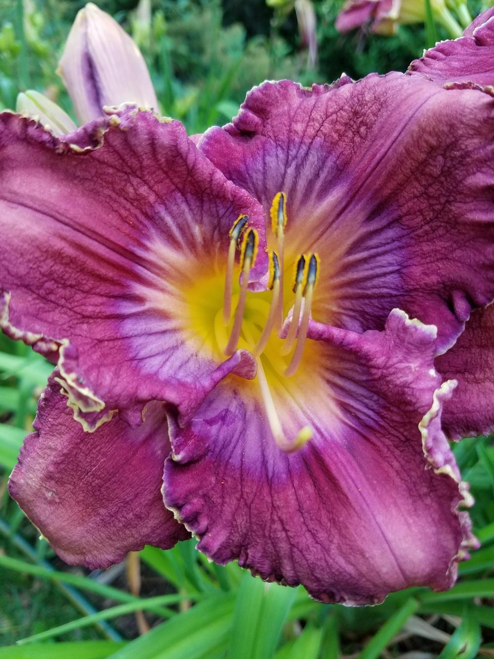 Photo of Daylily (Hemerocallis 'What a Relief') uploaded by Ahead