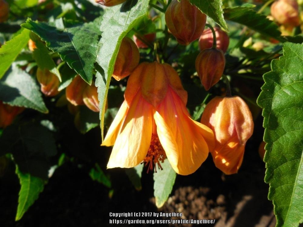 Photo of Flowering Maple (Abutilon Sweet Tea™ Southern Charm) uploaded by Angelbee