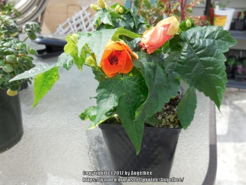 Photo of Flowering Maple (Abutilon Sweet Tea™ Southern Charm) uploaded by Angelbee