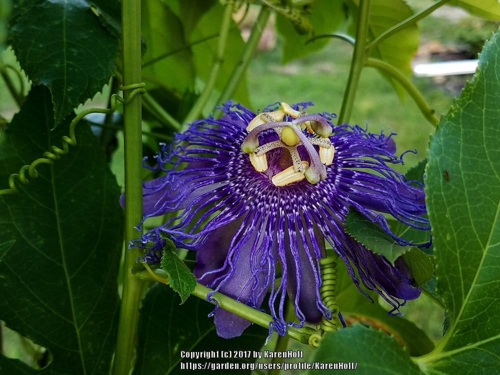 Photo of Passion Flower (Passiflora 'Incense') uploaded by KarenHolt
