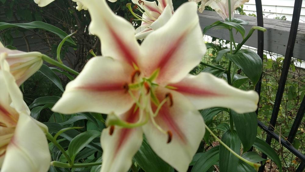 Photo of Lilies (Lilium) uploaded by StanviewGardner