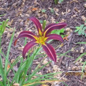 New for 2017 from O'Bannon Springs Daylilies. My perfect spider! 