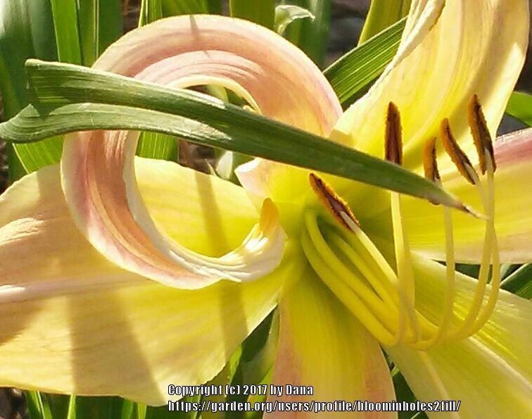 Photo of Daylily (Hemerocallis 'Lily Munster') uploaded by bloominholes2fill
