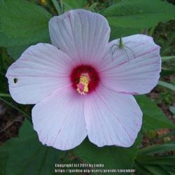Location: Beautiful Tennessee, my garden
Date: 7-11-2017
seedling bloom