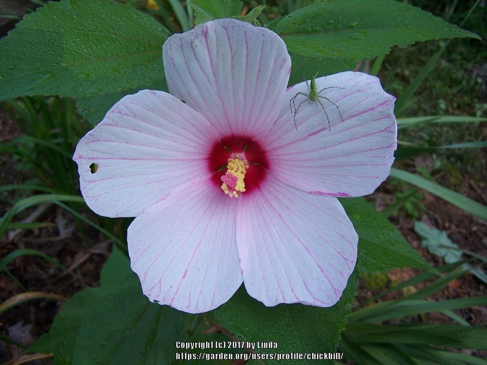 Photo of Hardy Hibiscus (Hibiscus moscheutos) uploaded by chickhill