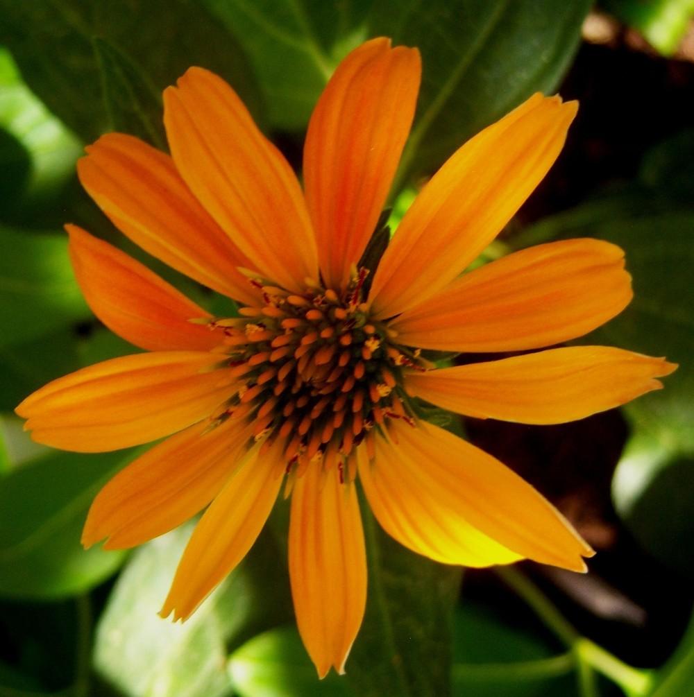 Photo of Coneflower (Echinacea Sombrero® Adobe Orange) uploaded by cocoajuno