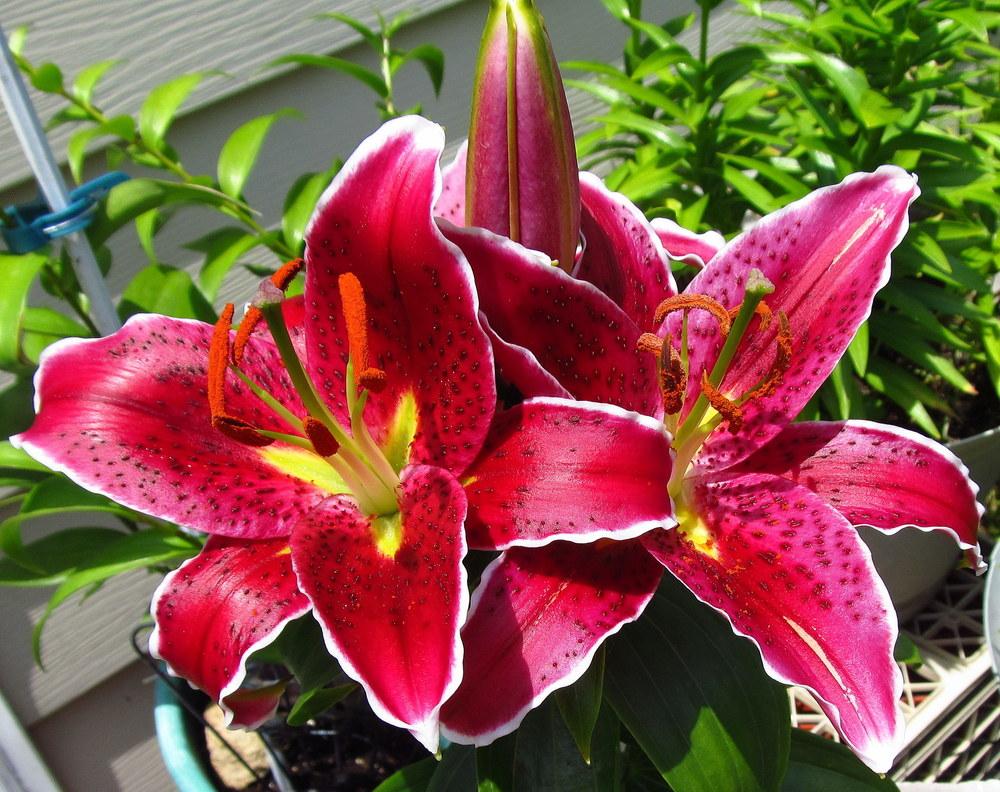 Photo of Lily (Lilium Lily Looks™ Sunny Grenada) uploaded by jmorth
