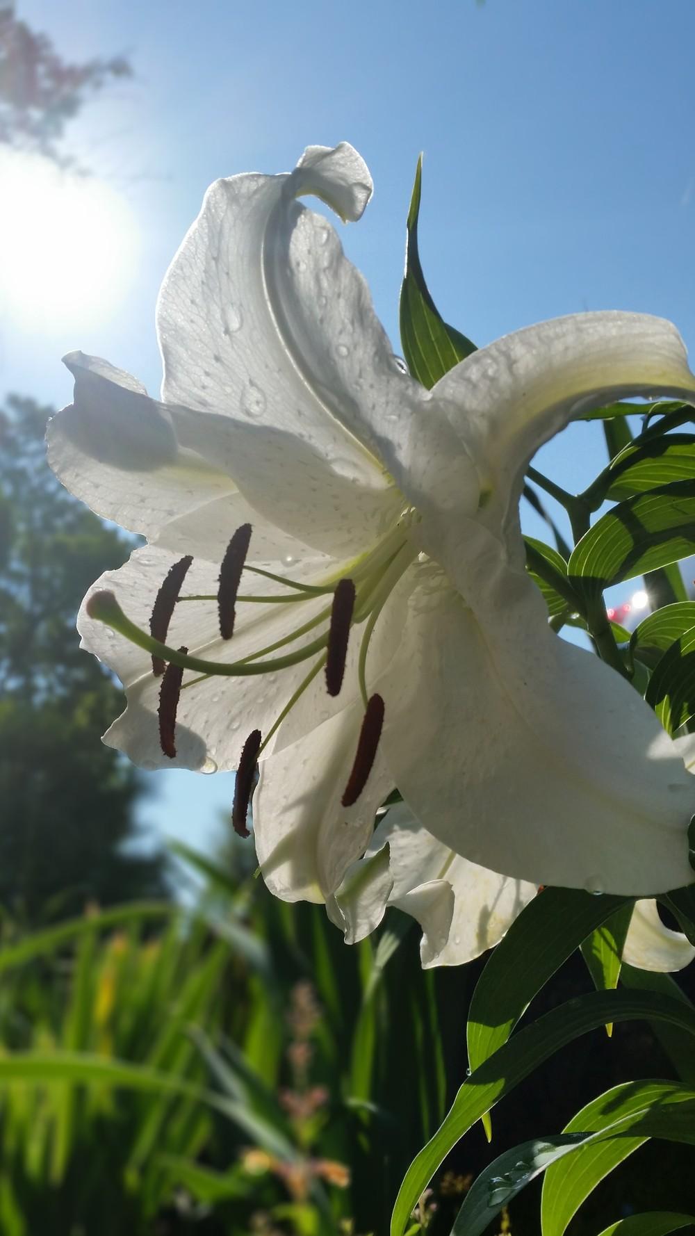 Photo of Oriental Lily (Lilium 'Casa Blanca') uploaded by lmeglin