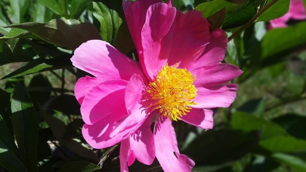 Photo of Peonies (Paeonia) uploaded by lmeglin