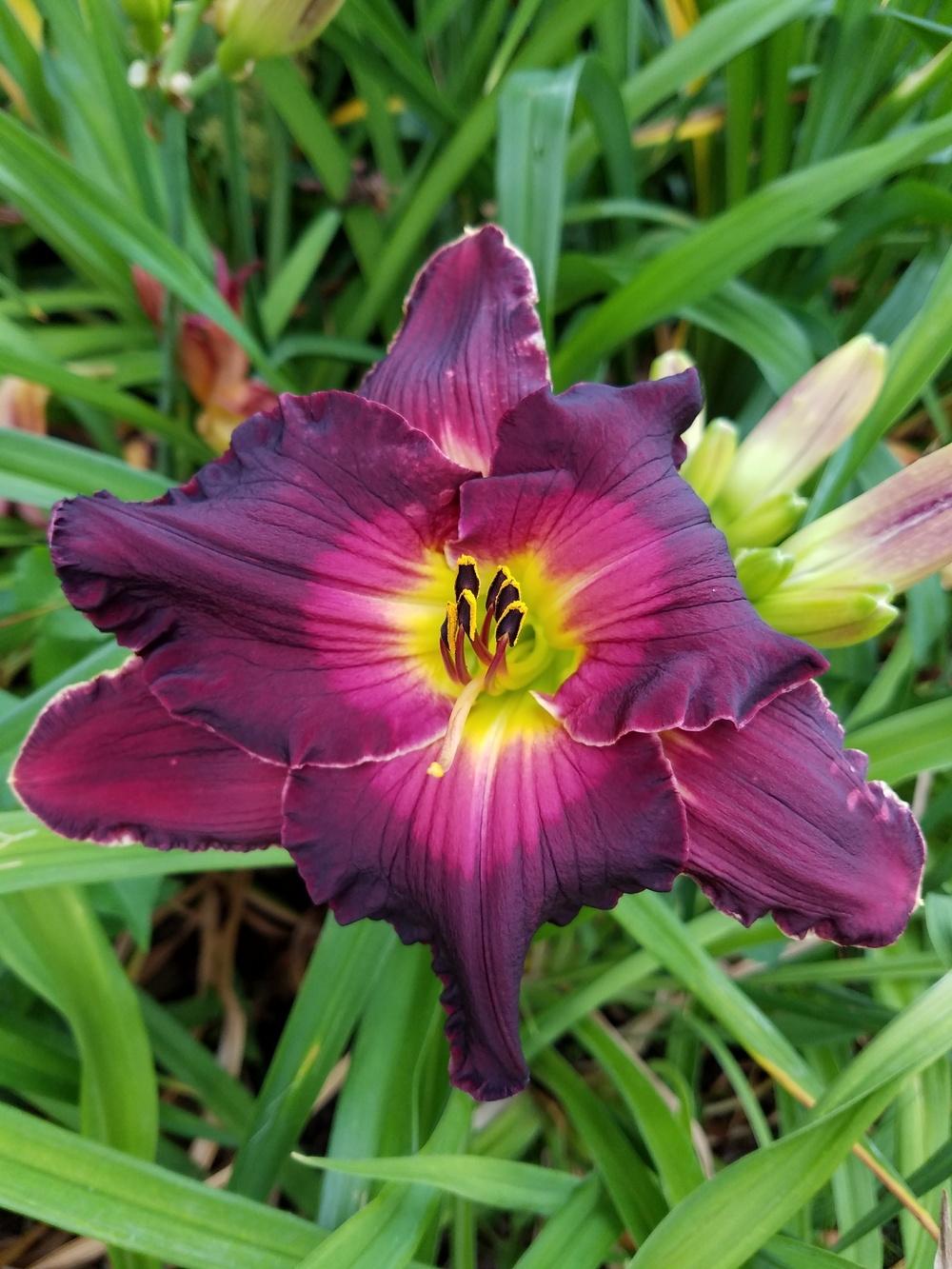 Photo of Daylily (Hemerocallis 'Flirting with Disaster') uploaded by Ahead