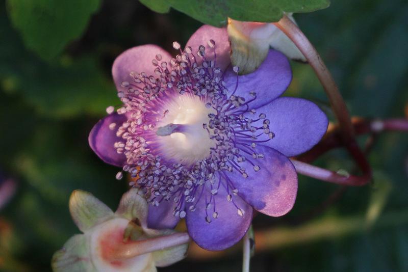 Photo of False Hydrangea (Hydrangea caerulea 'Blue Wonder') uploaded by RuuddeBlock