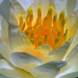 Location: Botanical Gardens of the State of Georgia...Athens, Ga
Date: 2016-08-07
Centerpiece - Water Lily 015