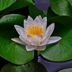 Location: Botanical Gardens of the State of Georgia...Athens, Ga
Date: 2017-07-12
Water Lily 032