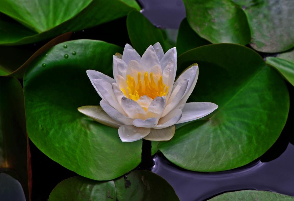 Photo of Water Lily (Nymphaea alba) uploaded by dawiz1753