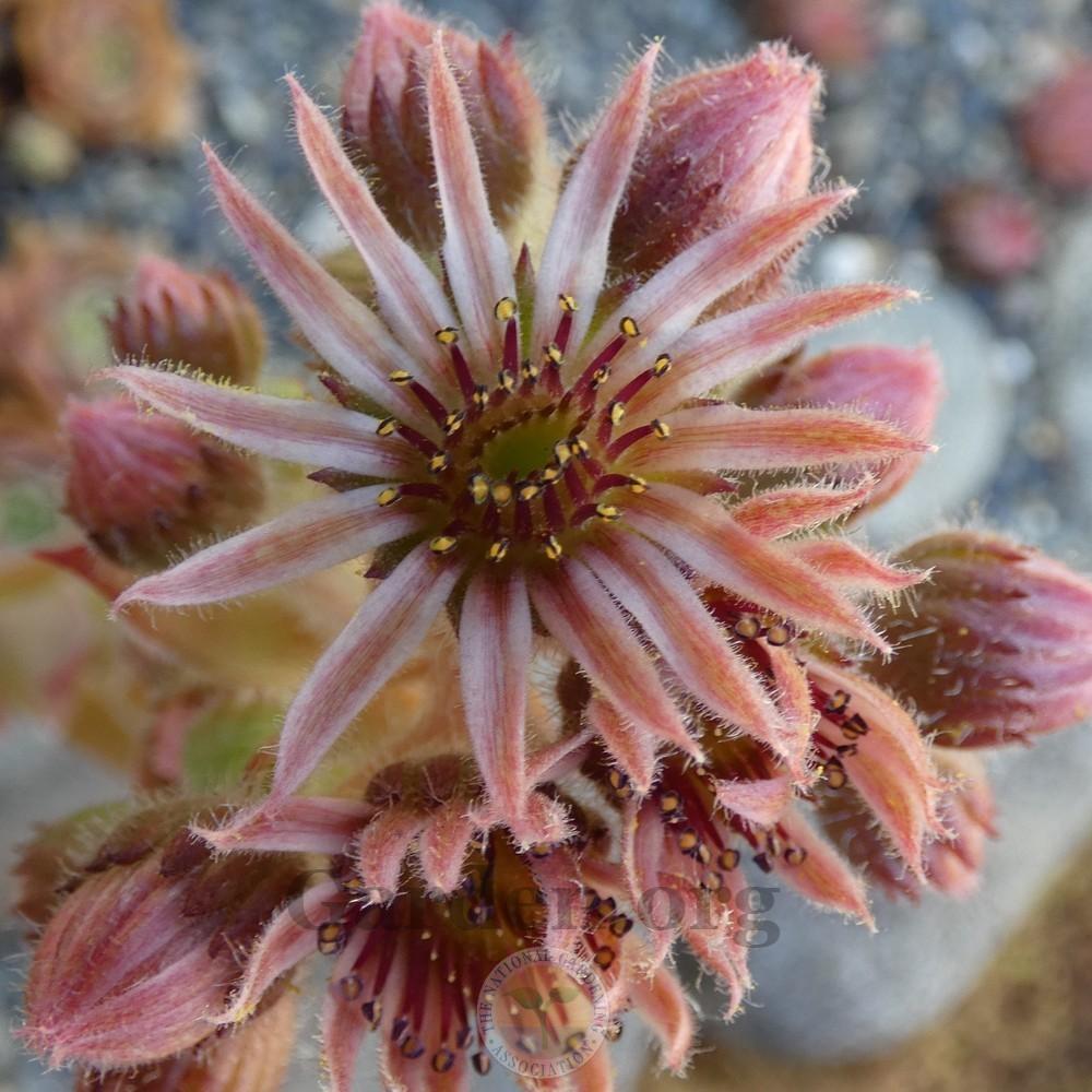 Photo of Hen and Chicks (Sempervivum 'Sopa') uploaded by Patty