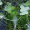 The submerged plant, emerged is Lemna minor