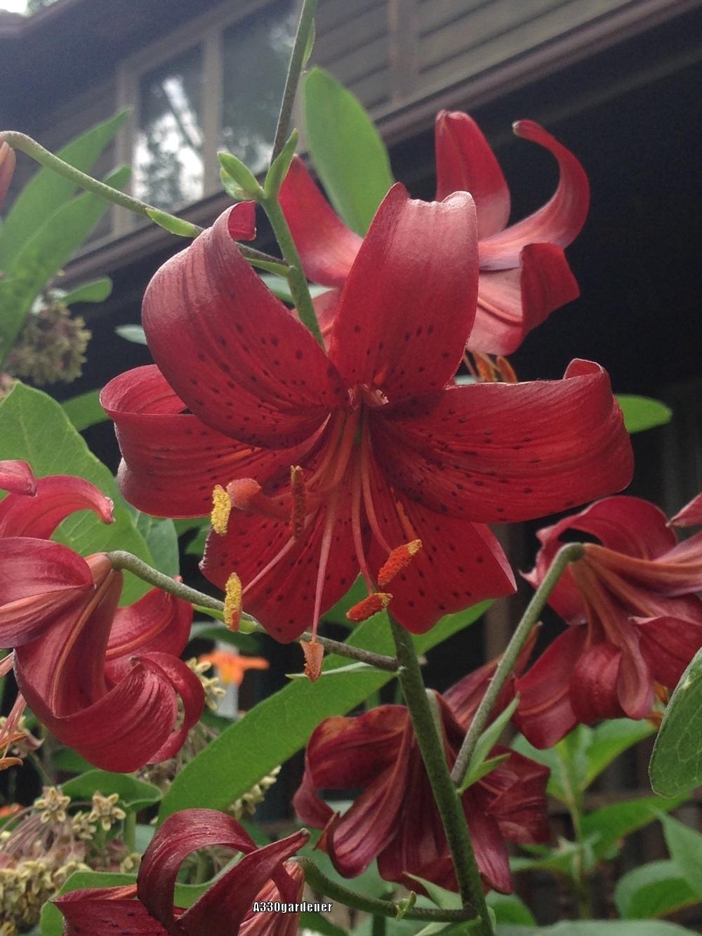 Photo of Lily (Lilium 'Red Velvet') uploaded by crawgarden