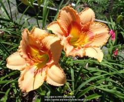 Thumb of 2017-07-13/daylilly99/0e62d2