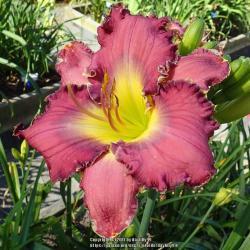 Thumb of 2017-07-13/daylilly99/494290