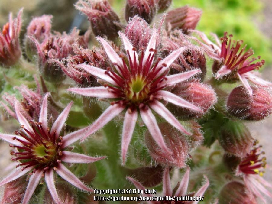 Photo of Hen and Chick (Sempervivum 'Polly Bishop') uploaded by goldfinch4
