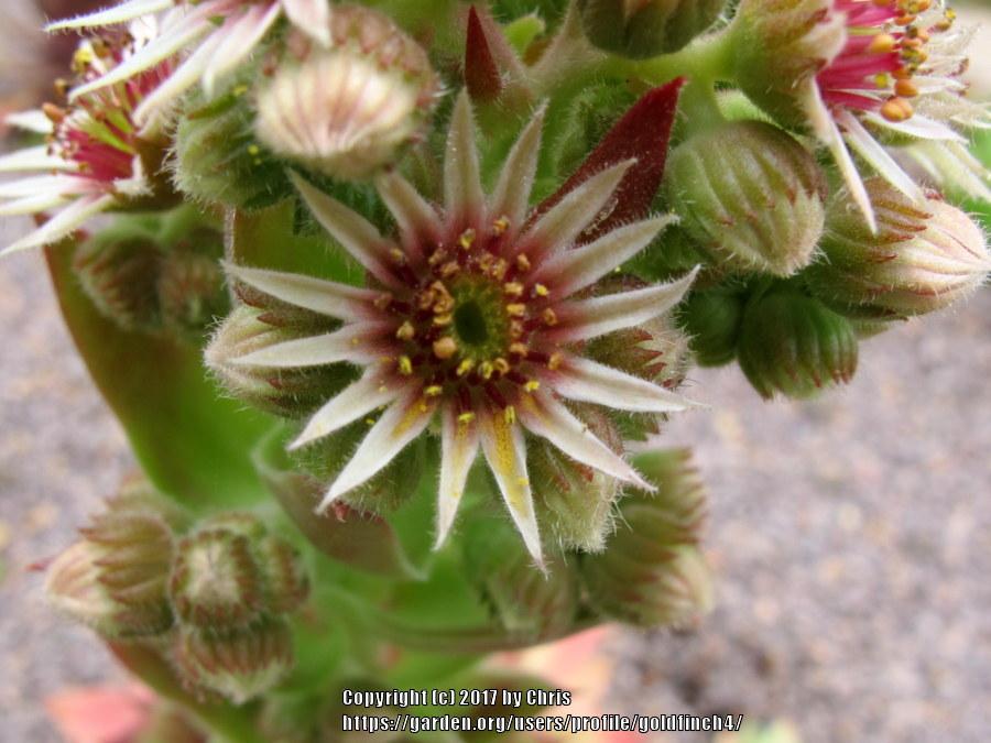 Photo of Hen and Chicks (Sempervivum 'Persephone') uploaded by goldfinch4