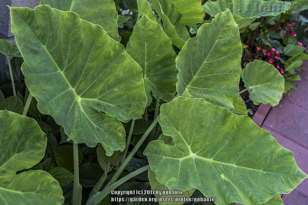 Photo of Elephant Ear (Colocasia esculenta) uploaded by pphanfx