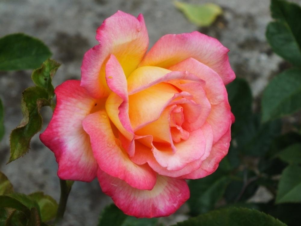 Photo of Floribunda Rose (Rosa 'Sheila's Perfume') uploaded by sunnyvalley