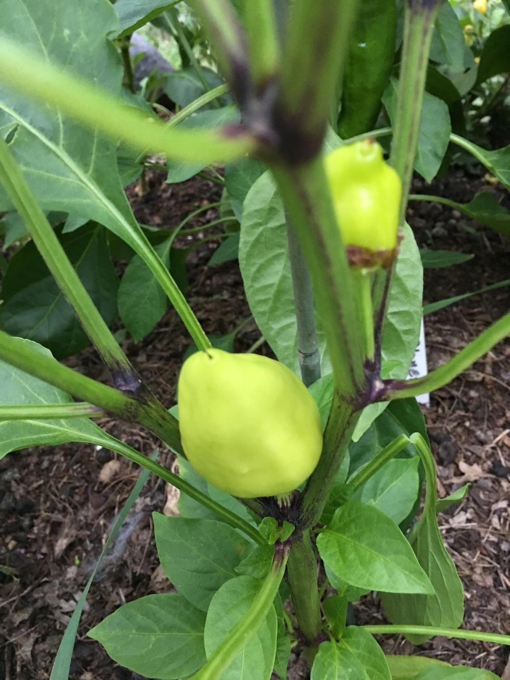 Photo of Sweet Pepper (Capsicum annuum 'Red Belgian') uploaded by Anderwood