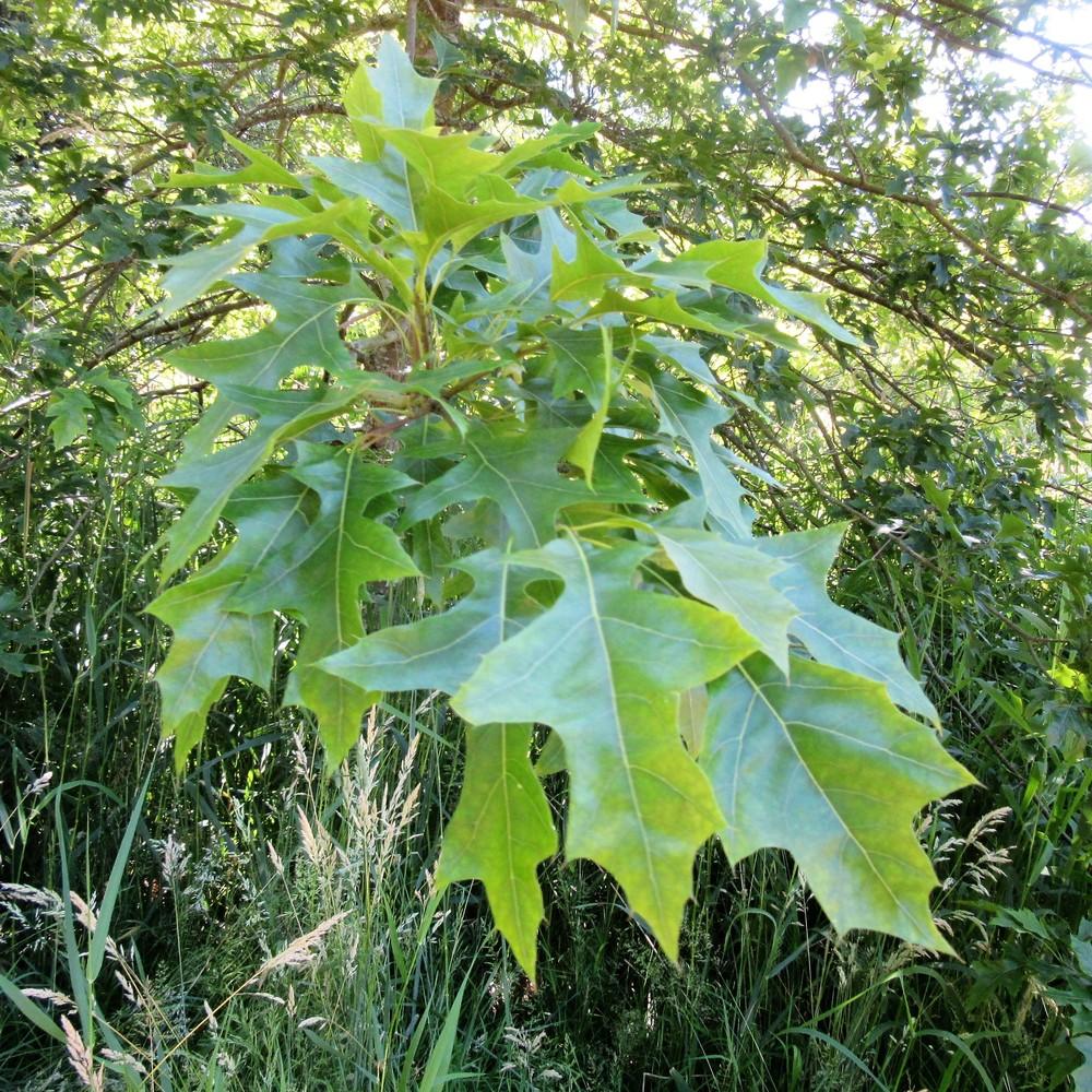 Photo of Pin Oak (Quercus palustris) uploaded by Bonehead