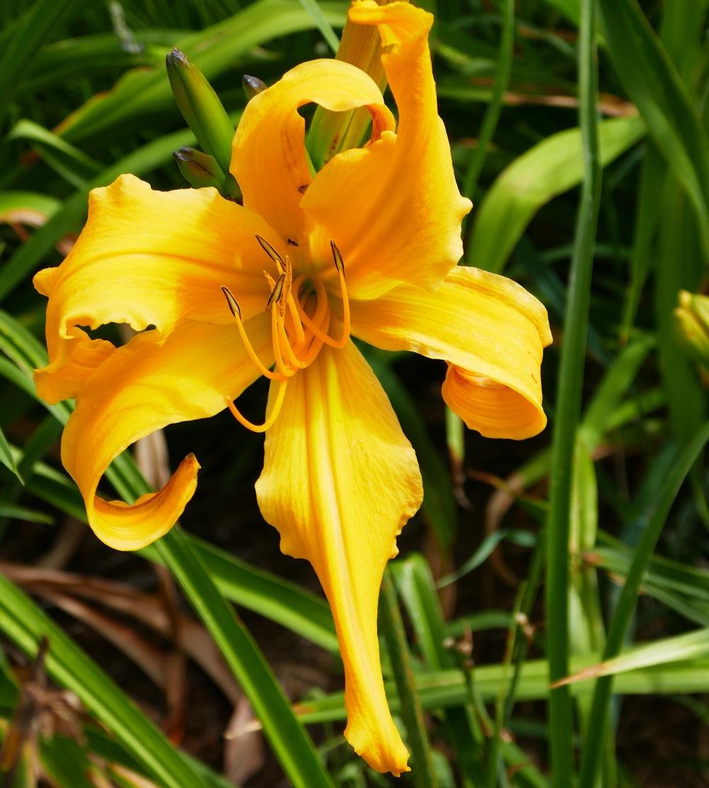 Photo of Daylily (Hemerocallis 'Wiggly Piggly') uploaded by Charlemagne