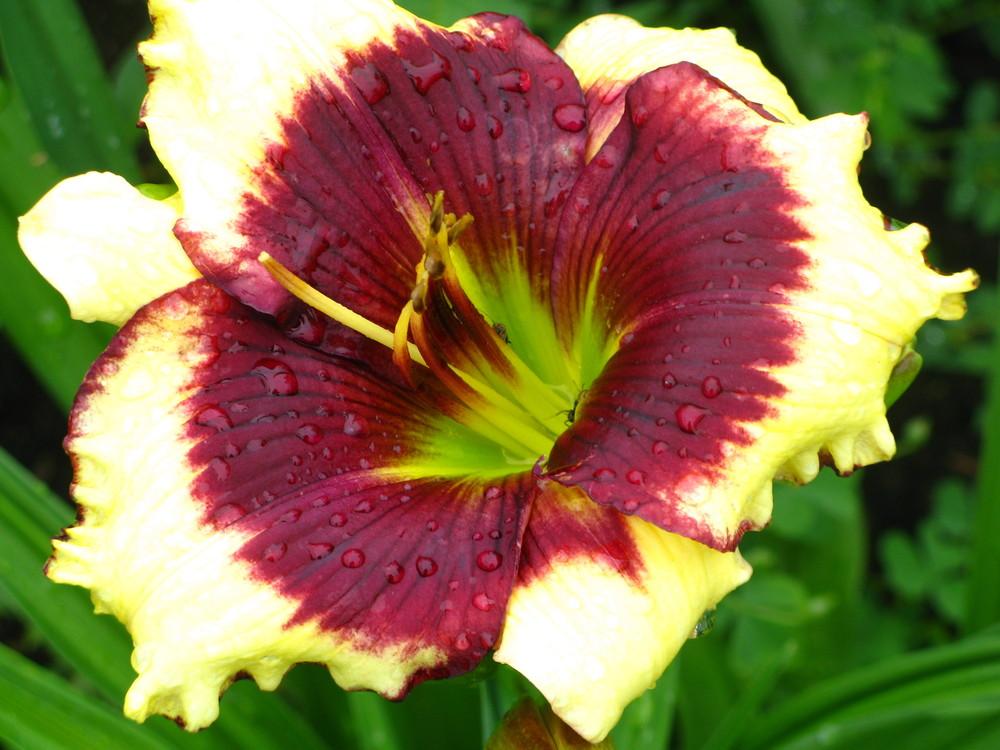Photo of Daylily (Hemerocallis 'Don't Mess with Me') uploaded by Ina