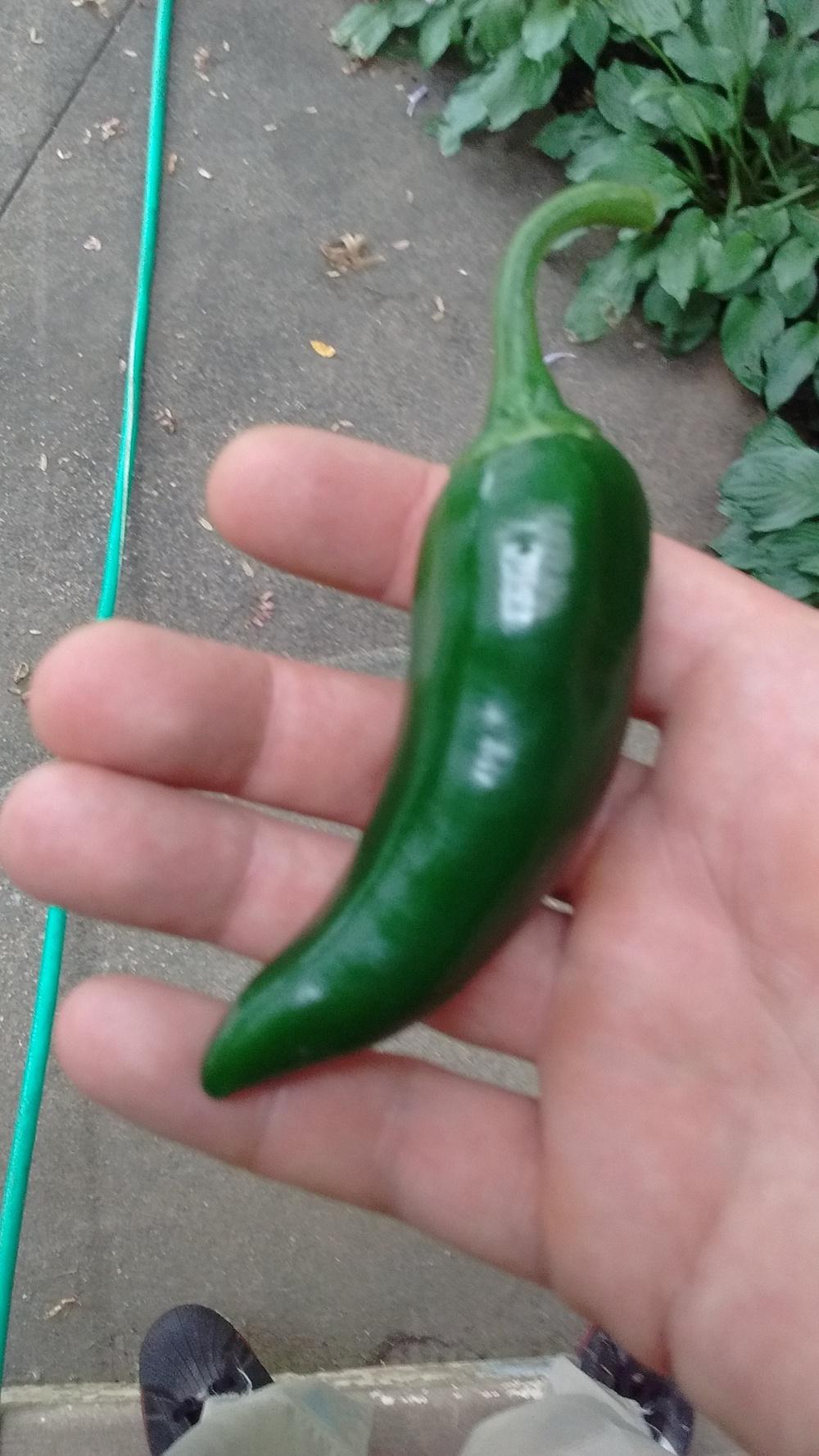 Photo of Jalapeno Pepper (Capsicum annuum 'Early Jalapeno') uploaded by JErb