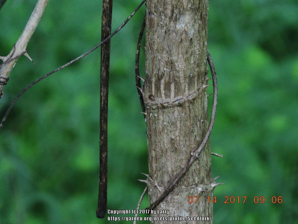 Photo of Devil's Walking Stick (Aralia spinosa) uploaded by Seedfork