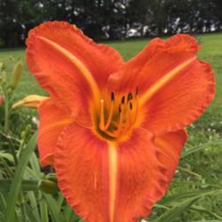 Location: Bethpage, TN
Date: June 8th
Bloom at 4 pm in full sun. Color remains vibrant.