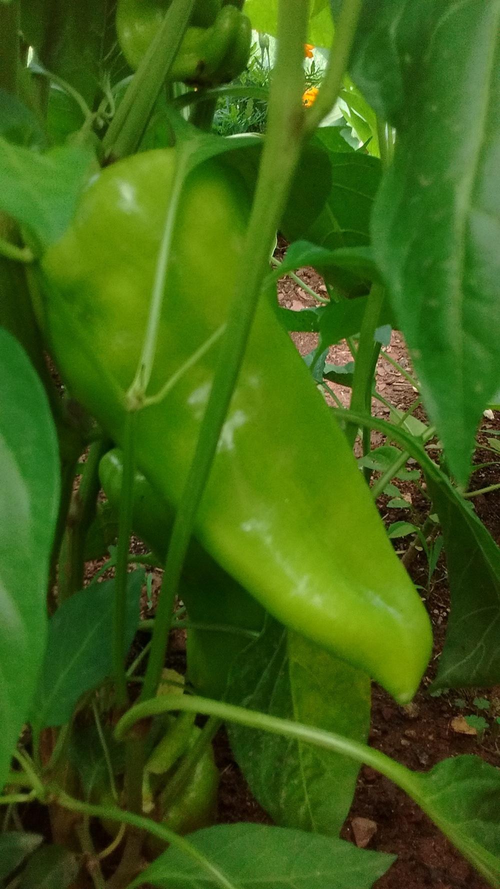 Photo of Sweet Pepper (Capsicum annuum 'Cubanelle') uploaded by JErb