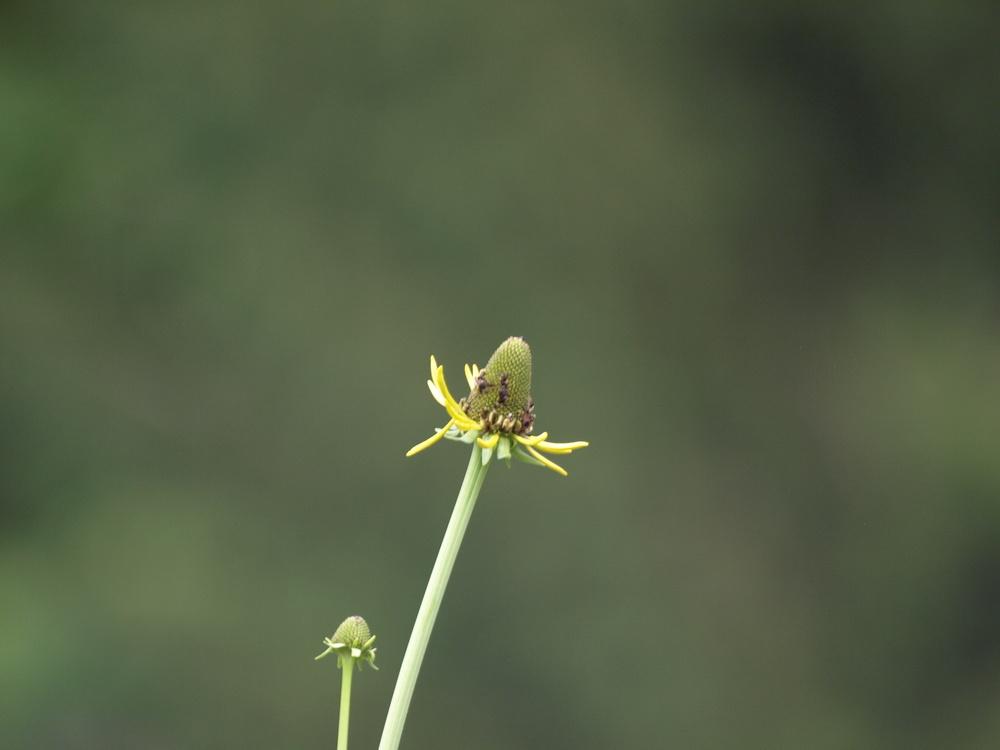 Photo of Large Coneflower (Rudbeckia maxima) uploaded by Onewish1