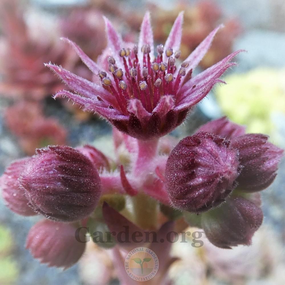 Photo of Hen and Chicks (Sempervivum 'Lilac Time') uploaded by Patty