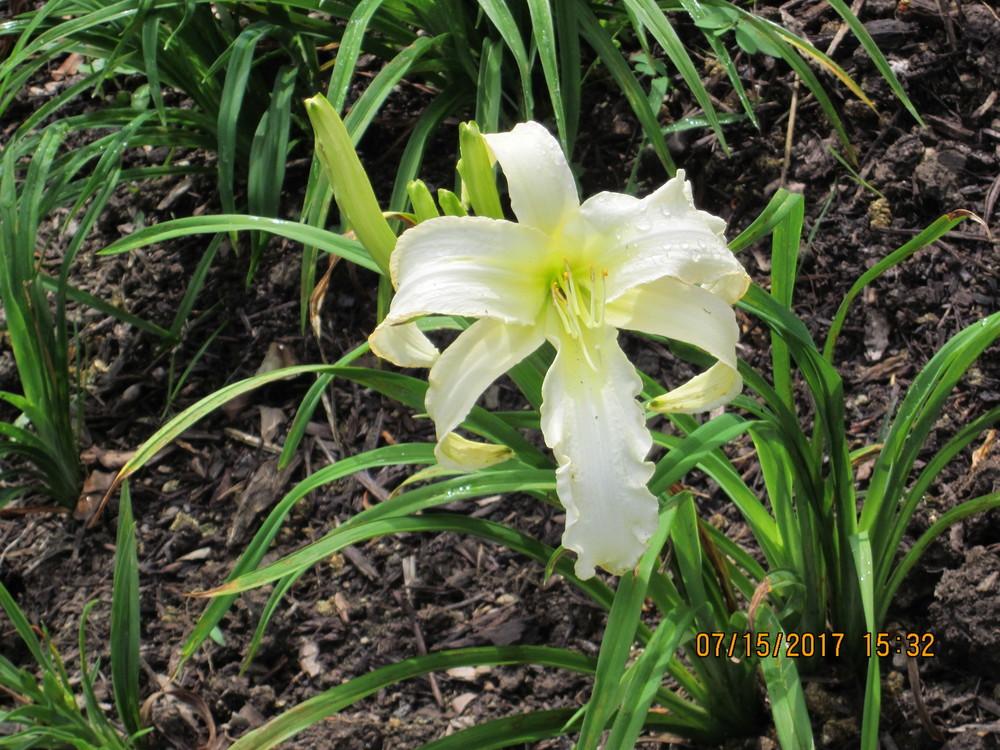 Photo of Daylily (Hemerocallis 'Margo Reed Indeed') uploaded by beenthere