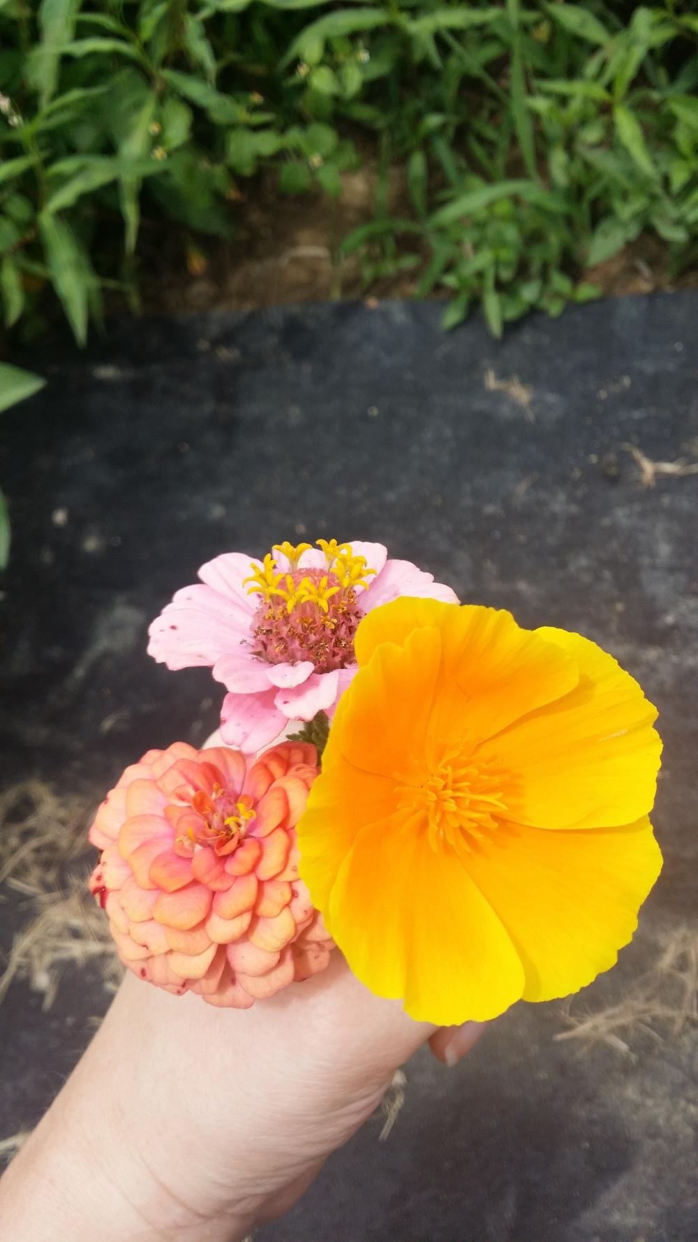 Photo of California Poppy (Eschscholzia californica) uploaded by hydreigon