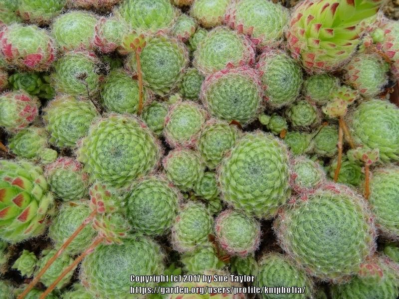 Photo of Hen and Chicks (Sempervivum ciliosum) uploaded by kniphofia