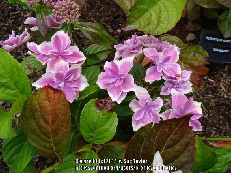 Photo of Hydrangea (Hydrangea macrophylla Double Delights™ Stargazer) uploaded by kniphofia