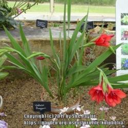 Location: RHS Harlow Carr alpine house, Yorkshire
Date: 2017-07-13