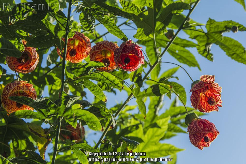Photo of Flowering Maple (Abutilon 'Tiger Eye') uploaded by pphanfx