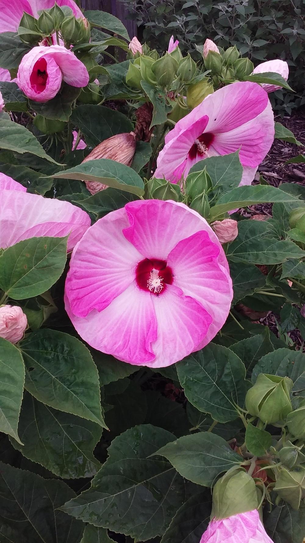 Photo of Hybrid Hardy Hibiscus (Hibiscus Luna™ Pink Swirl) uploaded by robinbunch5