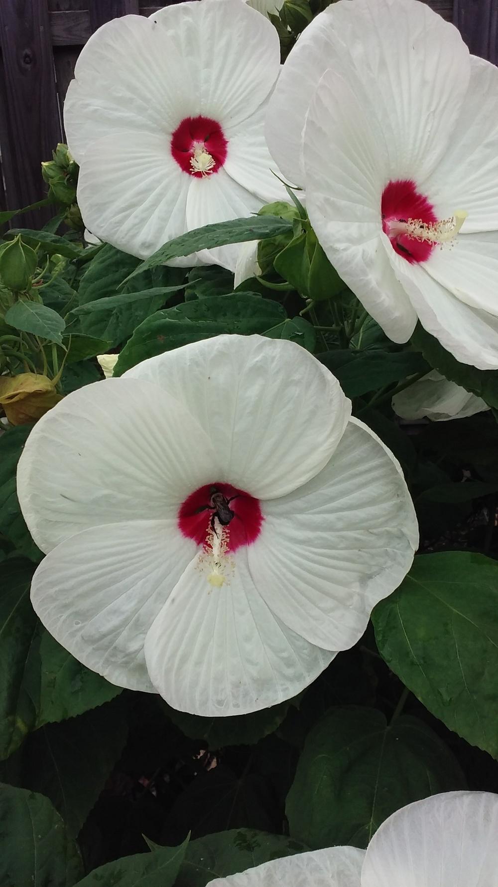 Photo of Hybrid Hardy Hibiscus (Hibiscus Luna™ White) uploaded by robinbunch5