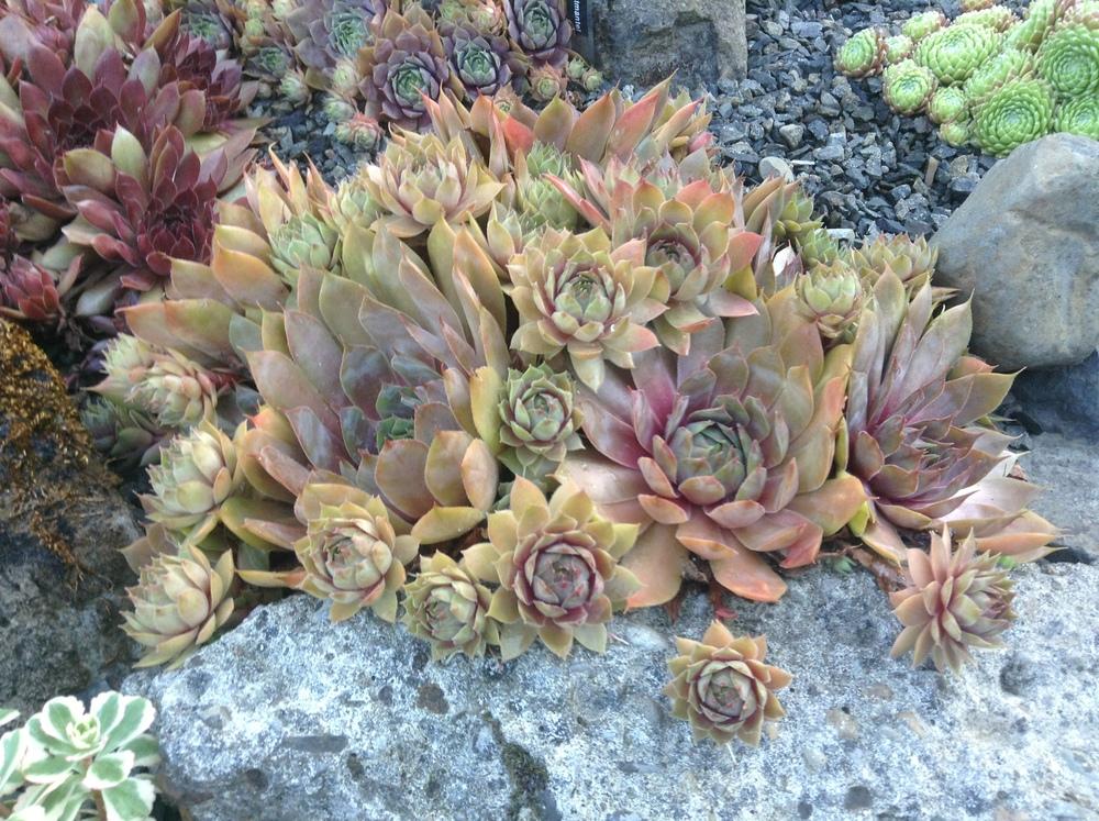 Photo of Hen and Chicks (Sempervivum 'Starshine') uploaded by tcstoehr