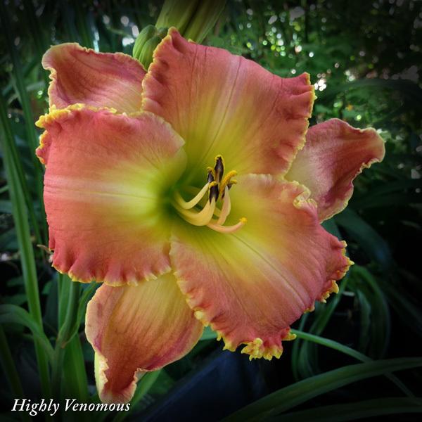 Photo of Daylily (Hemerocallis 'Highly Venomous') uploaded by CaliFlowers