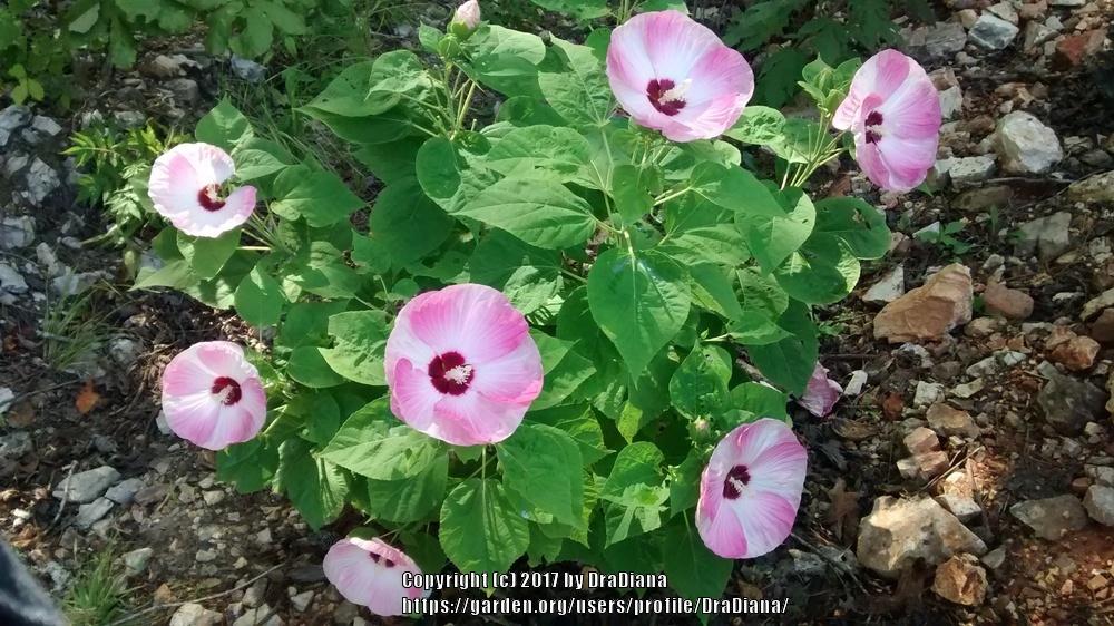 Photo of Hybrid Hardy Hibiscus (Hibiscus Luna™ Pink Swirl) uploaded by DraDiana